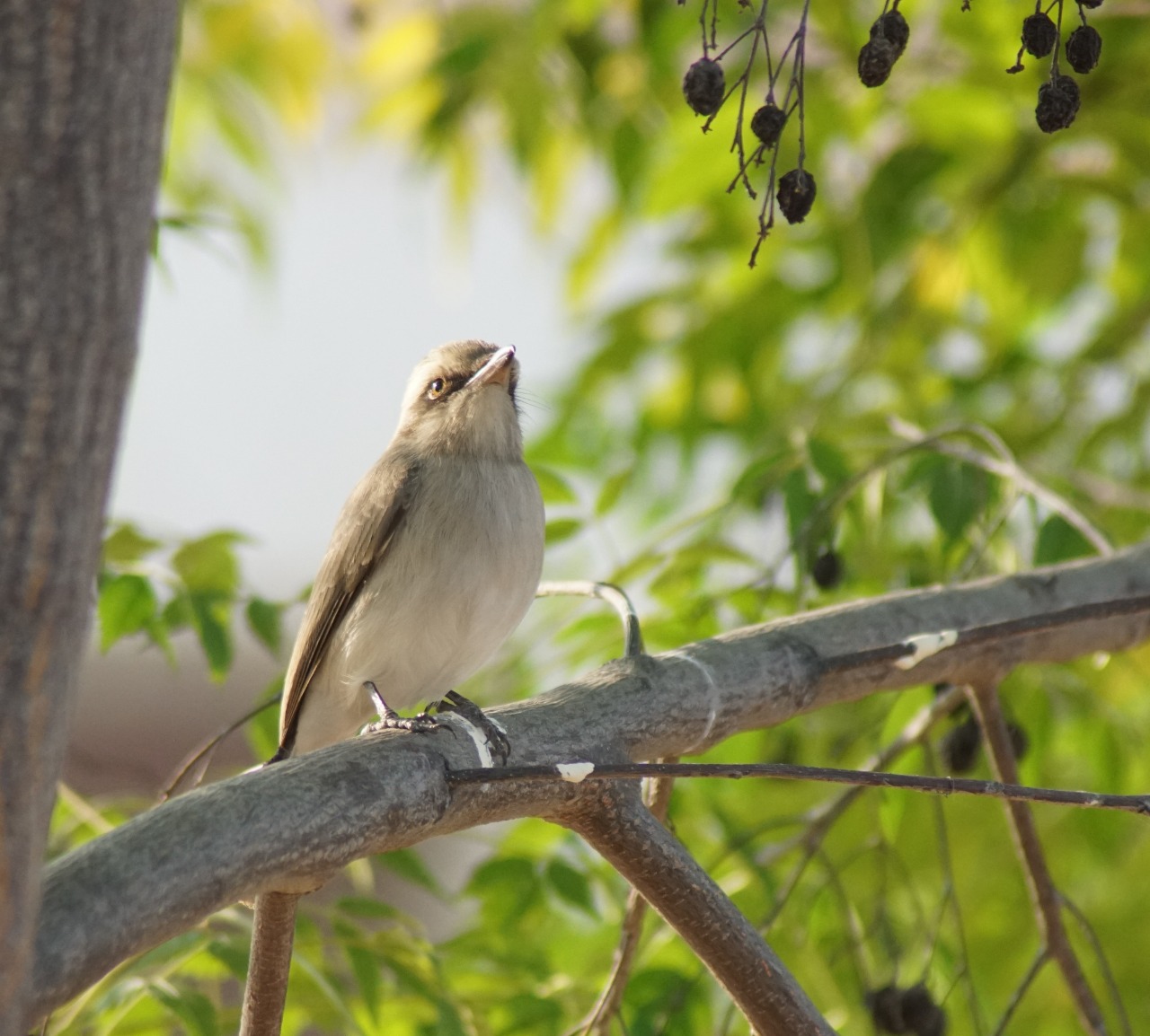 Common Woodshrike